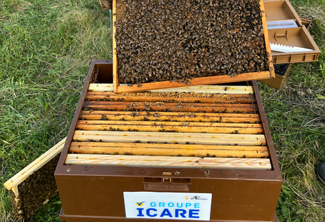 Nos ruches de Saint Beauzire